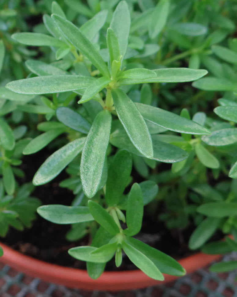 Peperomia galioides