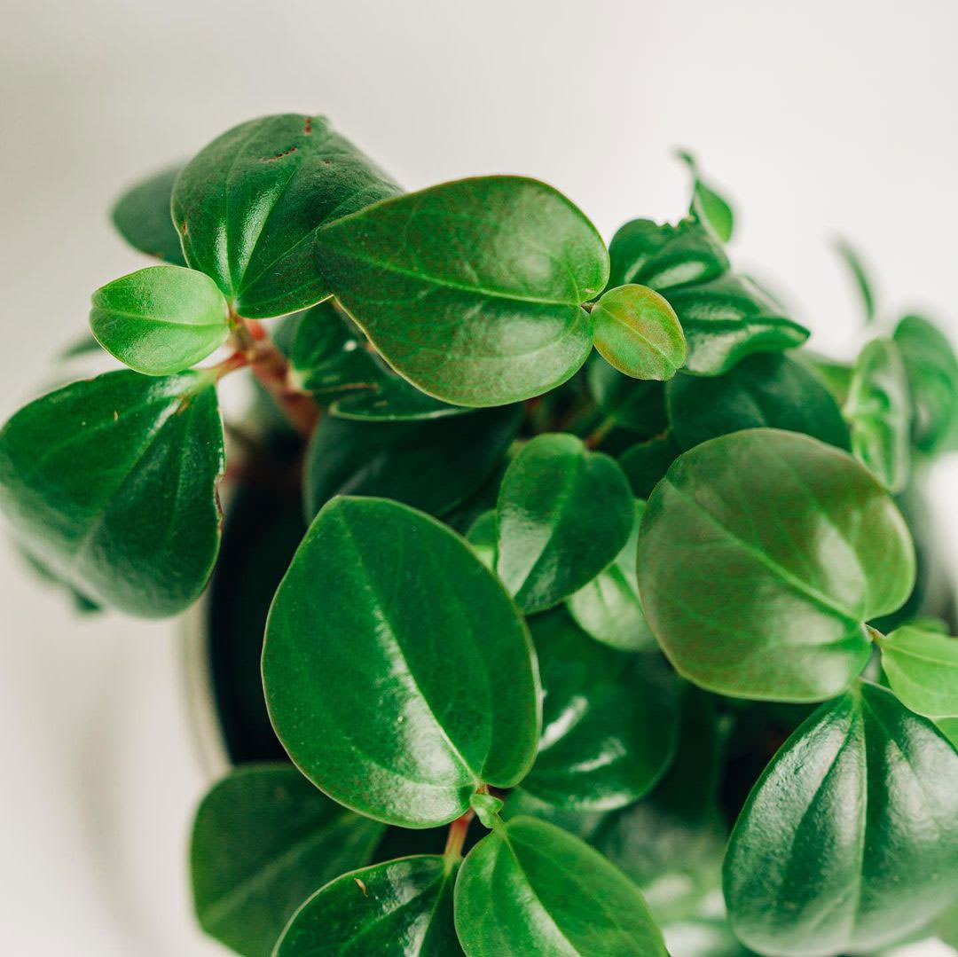 Peperomia glabella 'Red Stem'