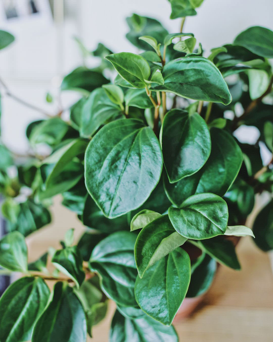 Peperomia glabella