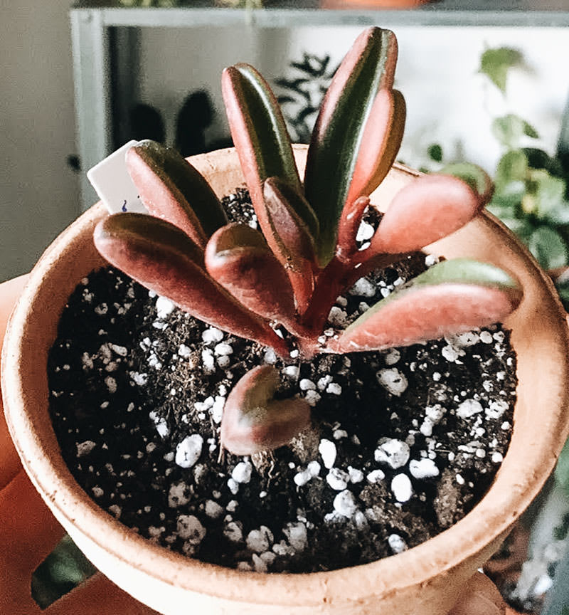 Peperomia graveolens