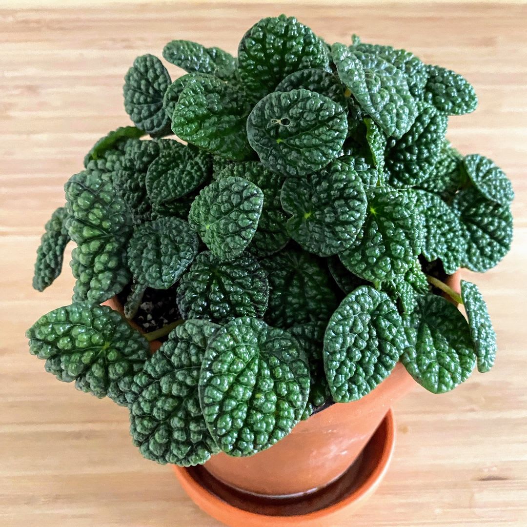Peperomia 'Green Bubble'