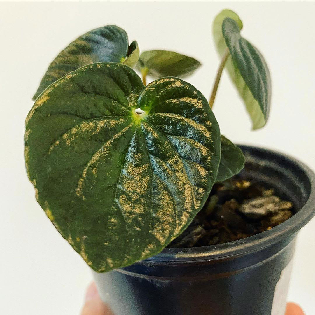Peperomia griseo-argentea 'Blackie'