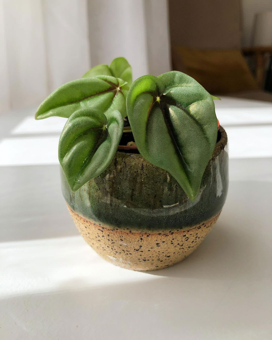 Peperomia griseo-argentea 'Wavy Gravy'