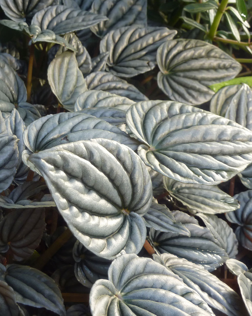 Peperomia griseo-argentea