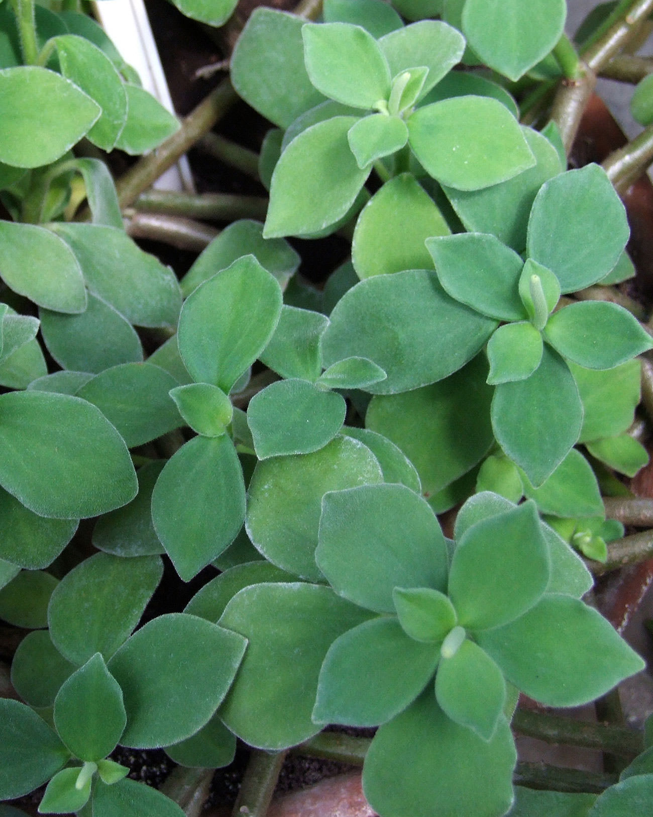 Peperomia hirta