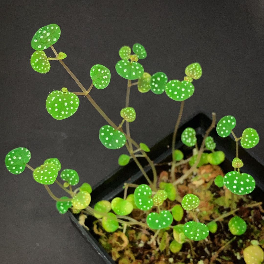 Peperomia hispidula