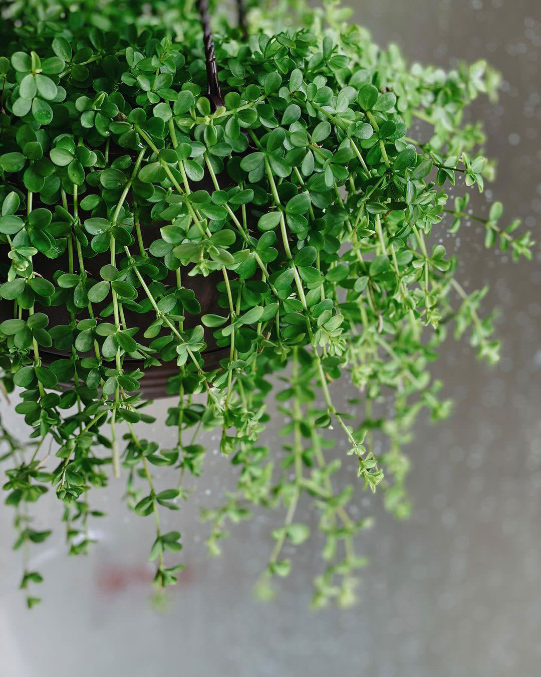 Peperomia hoffmannii
