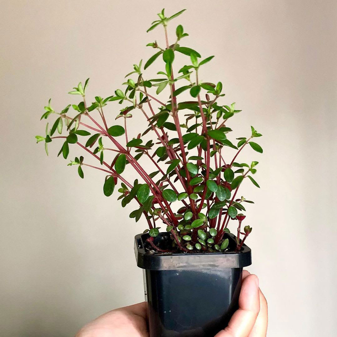 Peperomia hunteriana