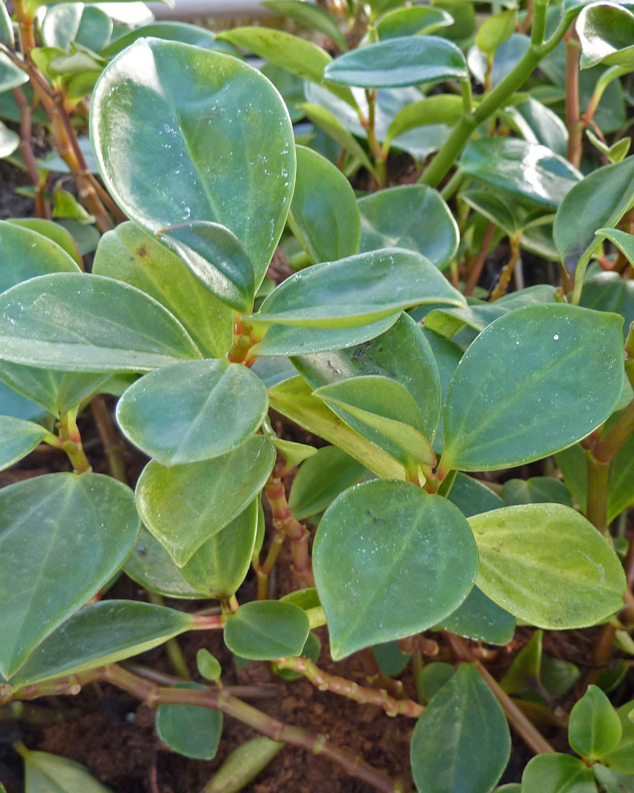 Peperomia hylophilla