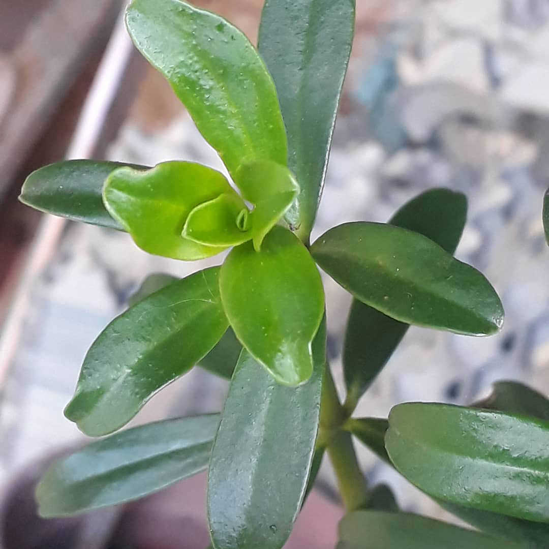 Peperomia inaequalifolia