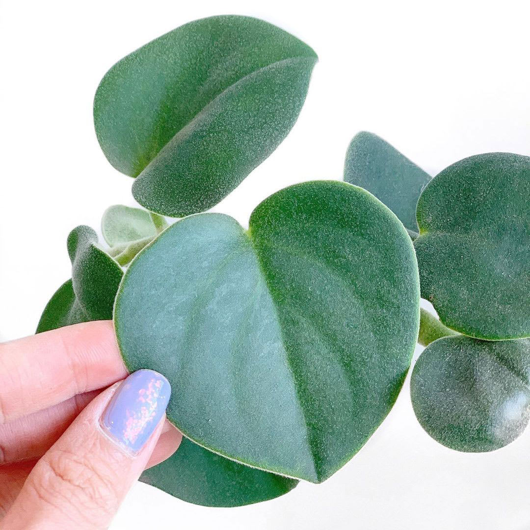 Peperomia incana