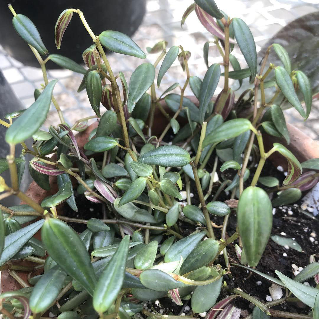 Peperomia jamesoniana var. longifolia
