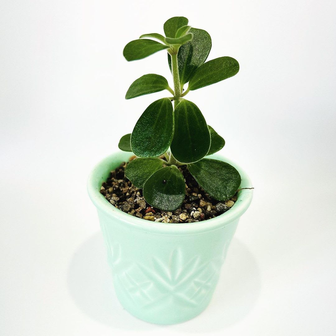 Peperomia japonica