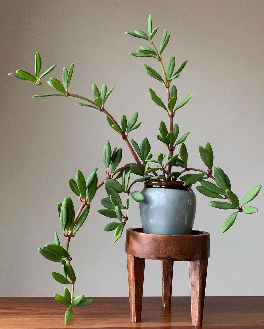 Peperomia kimnachii
