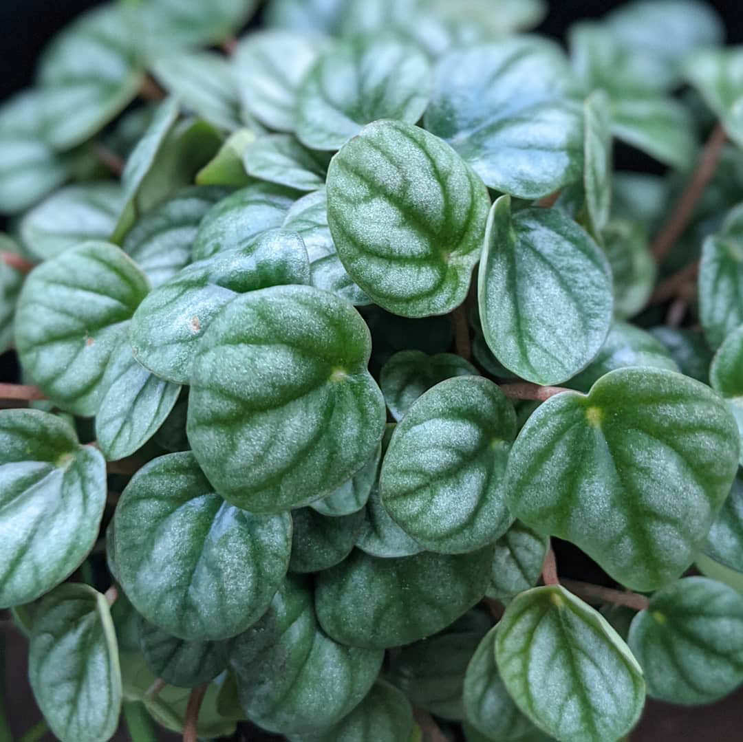 Peperomia × Little Toscani