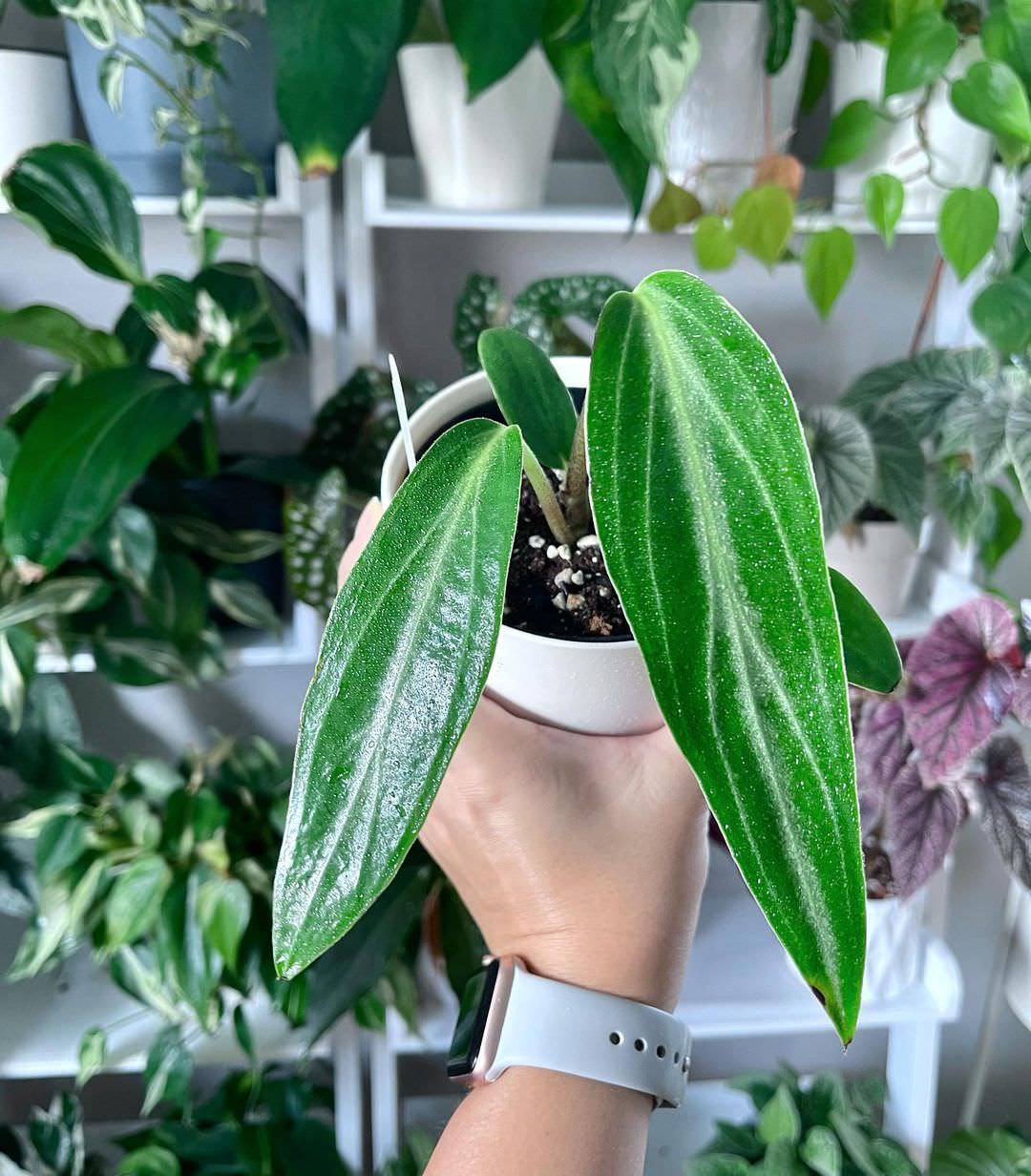 Peperomia macrostachyos