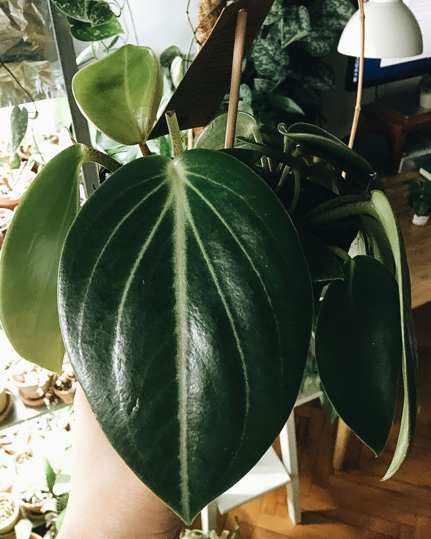 Peperomia maculosa