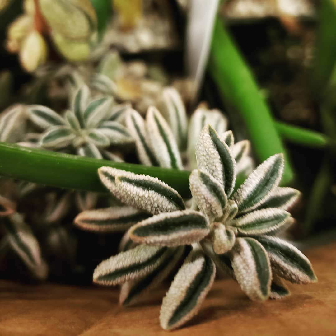 Peperomia maijeri