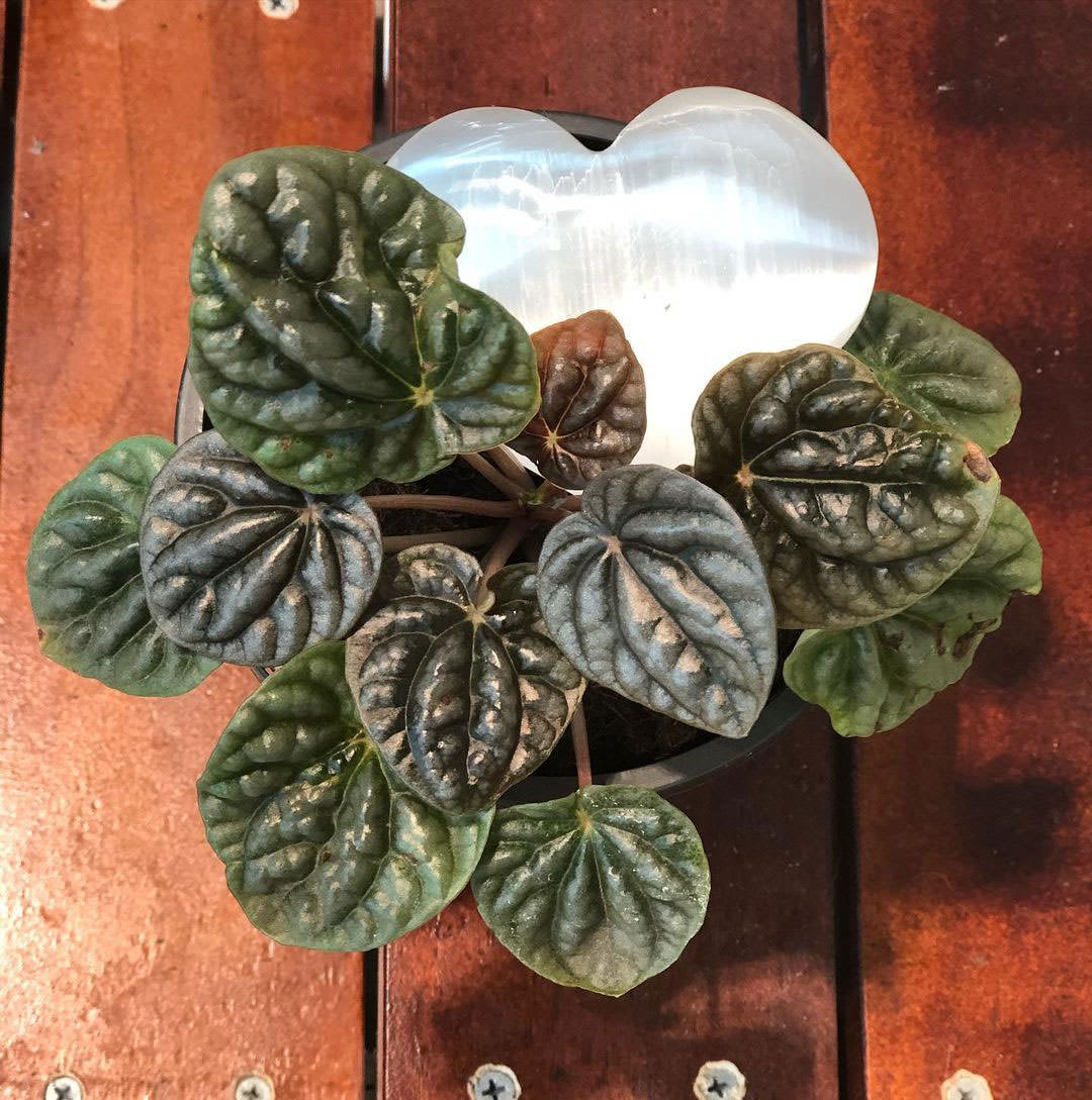 Peperomia marmorata 'Silver Heart'