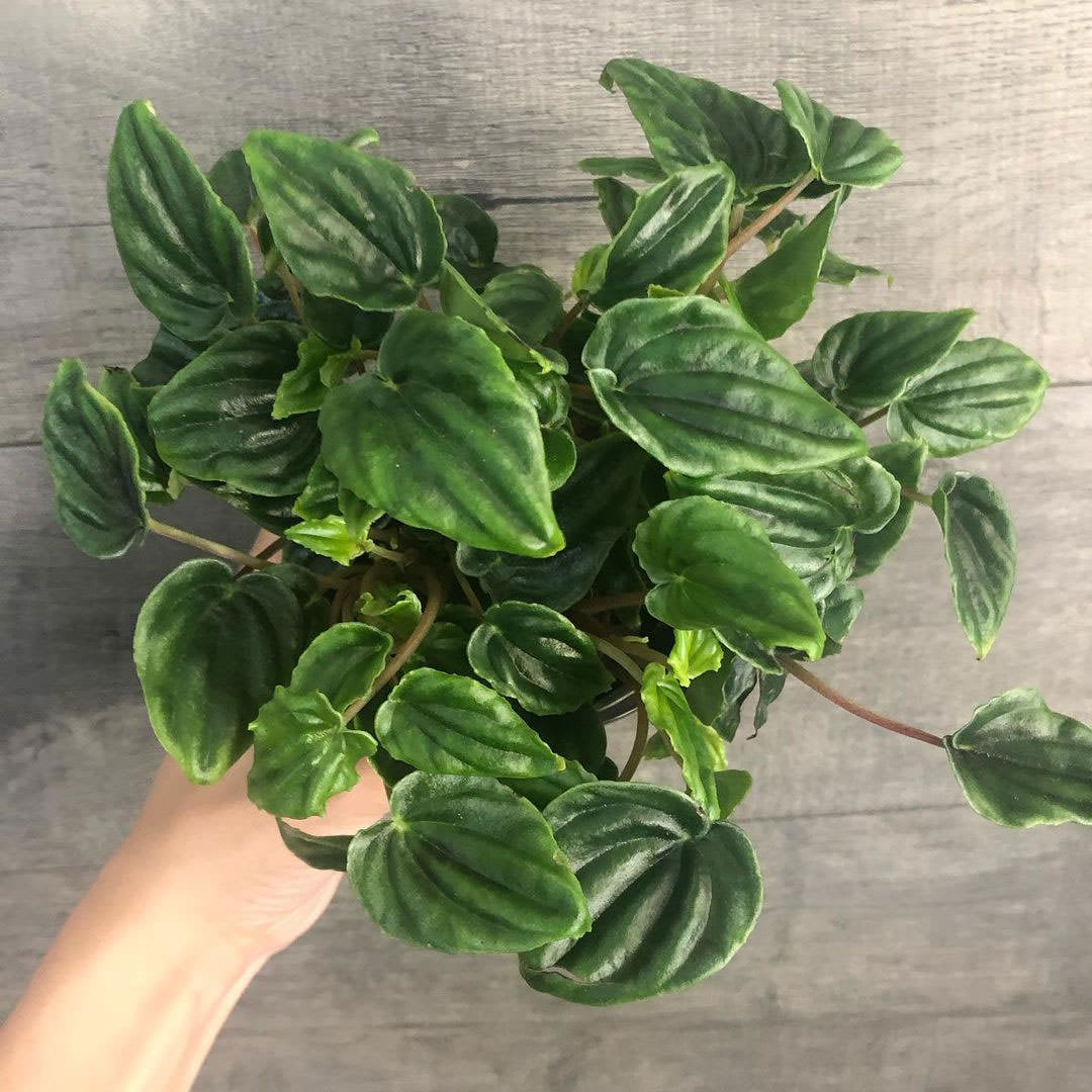 Peperomia marmorata