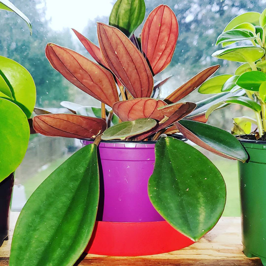 Peperomia maypurensis