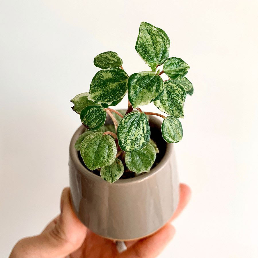 Peperomia meridana 'Variegata'