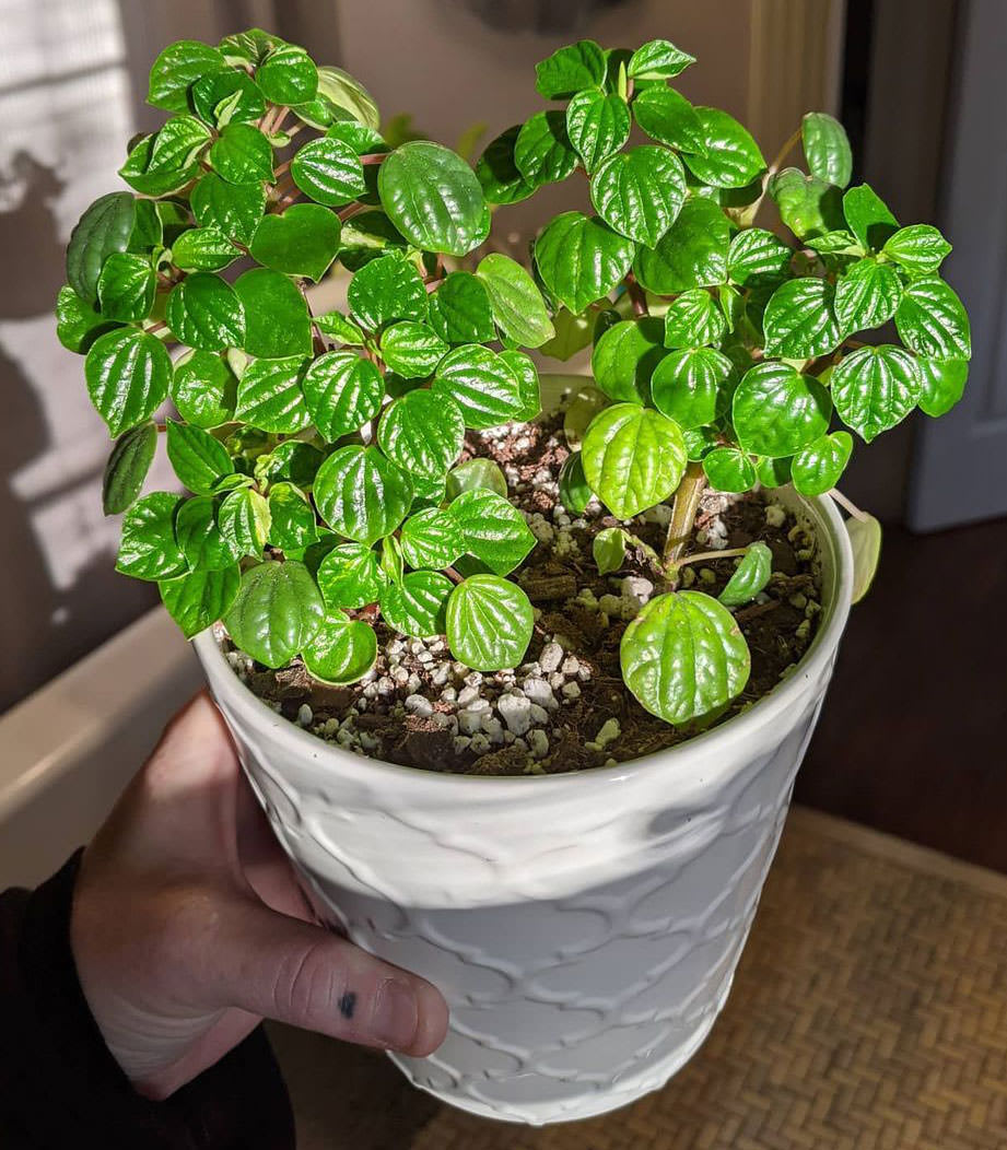 Peperomia meridana