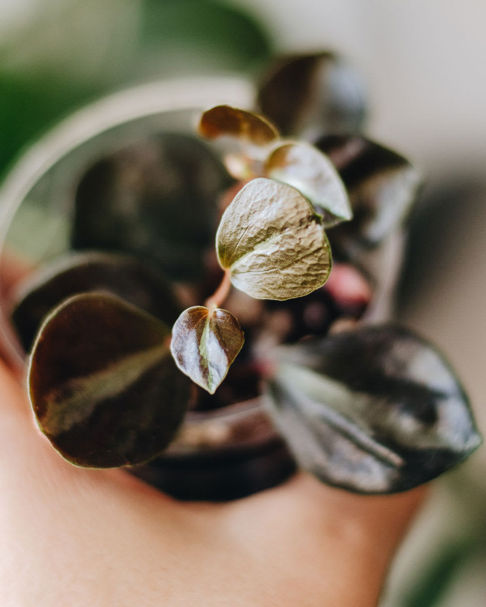 Peperomia metallica 'Colombiana'