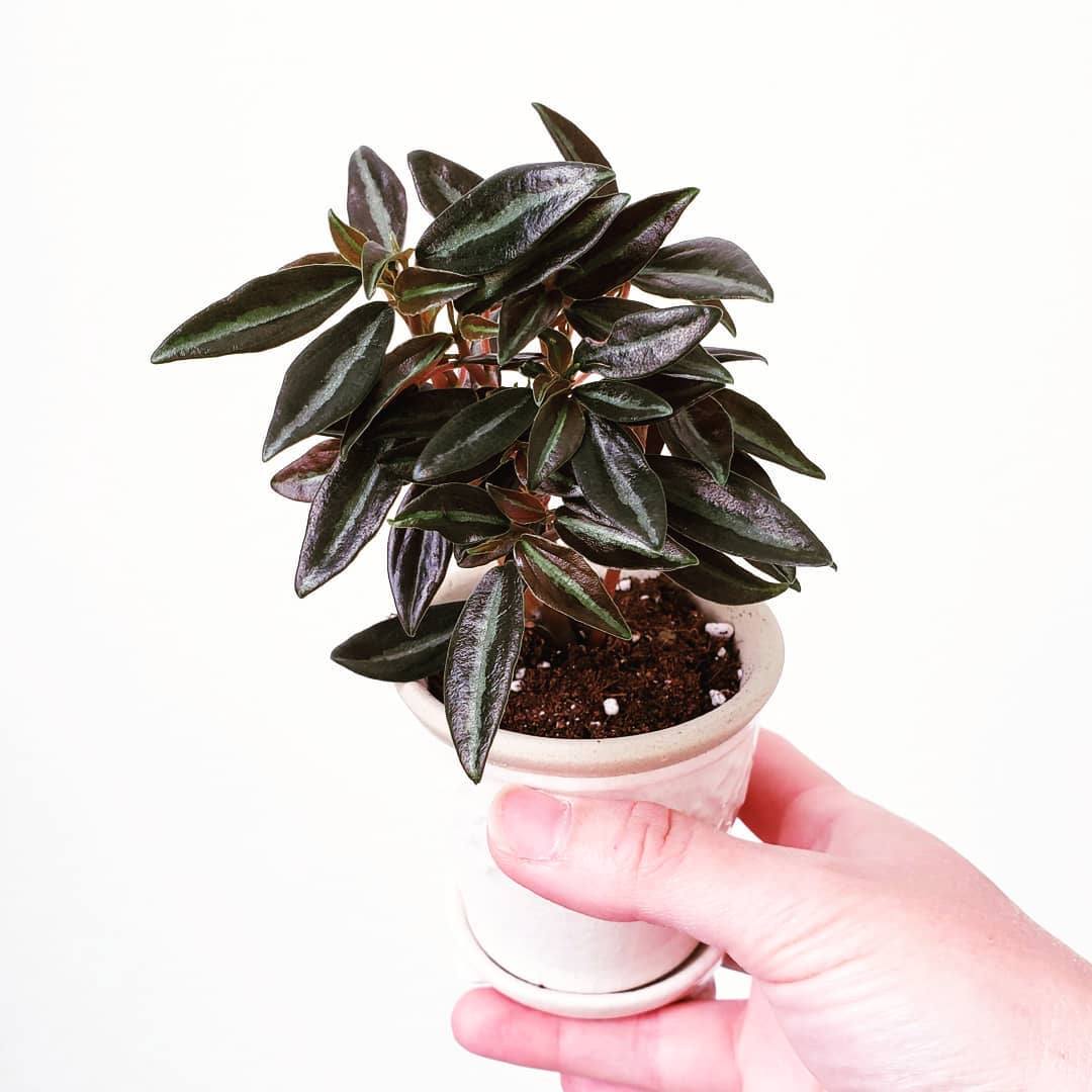Peperomia metallica 'Narrow Form'