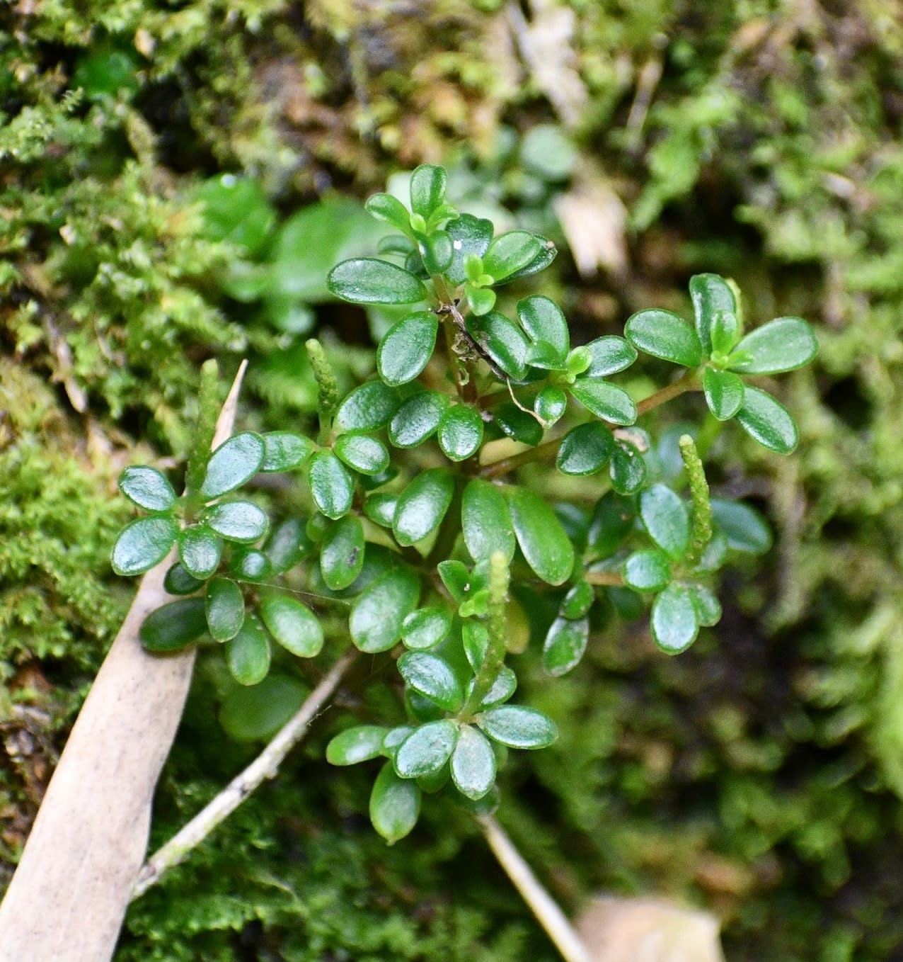 Peperomia microphylla