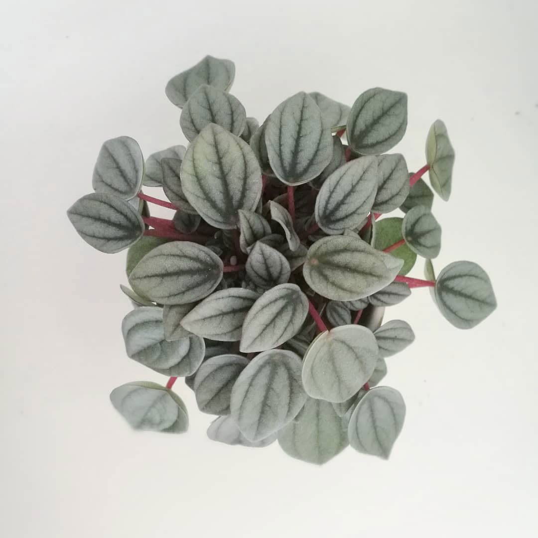 Peperomia 'Milano'