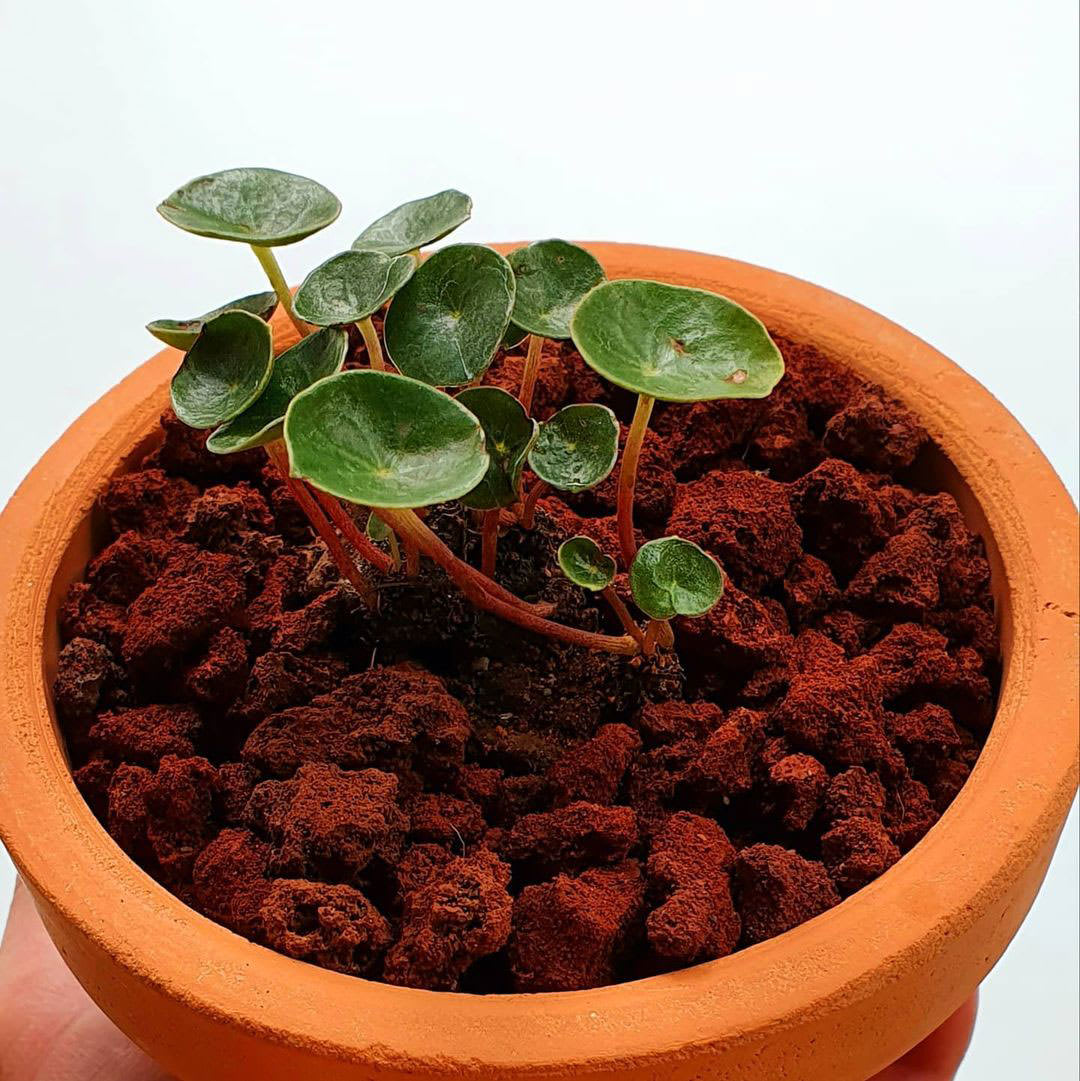 Peperomia monticola