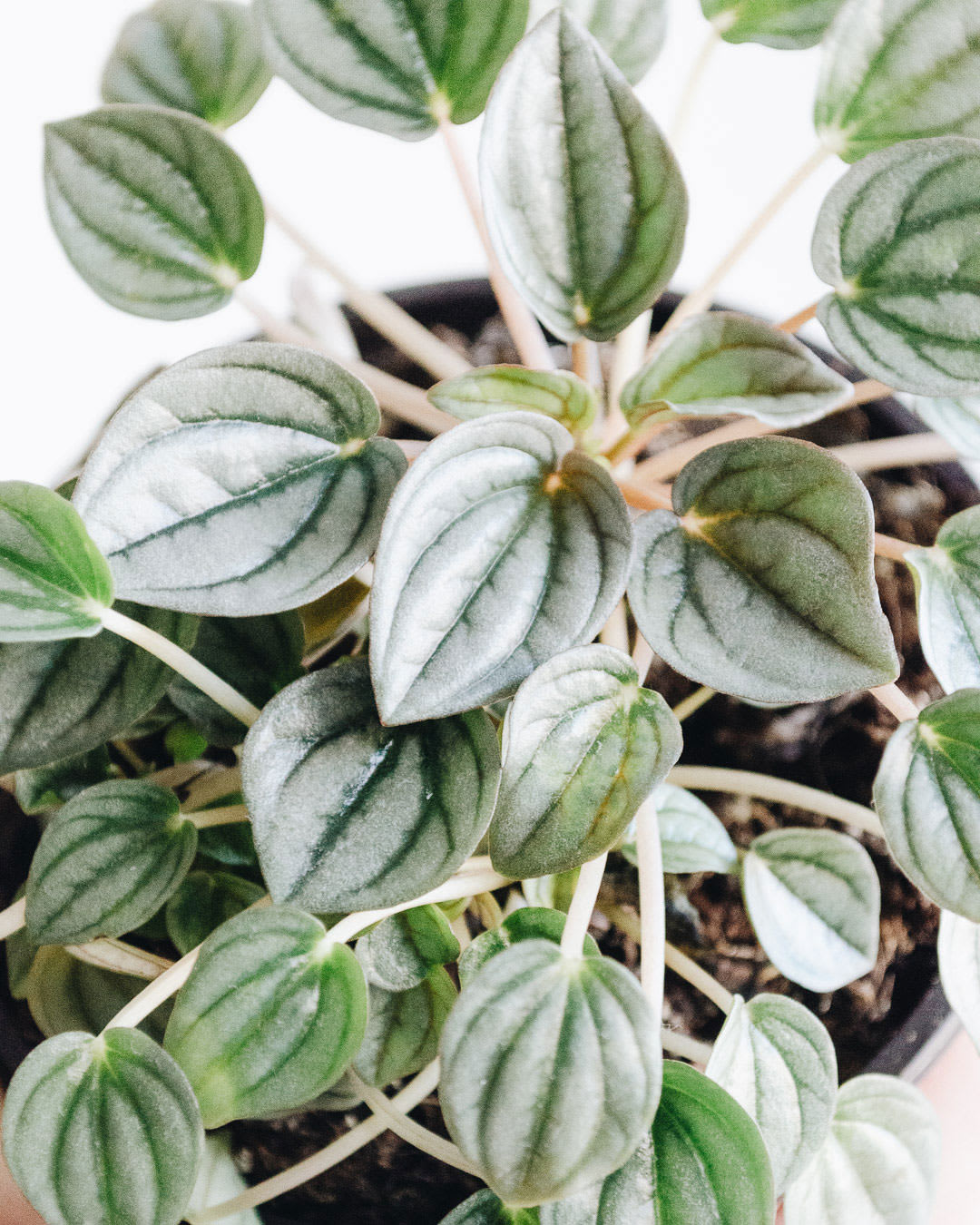 Peperomia × Napoli Nights