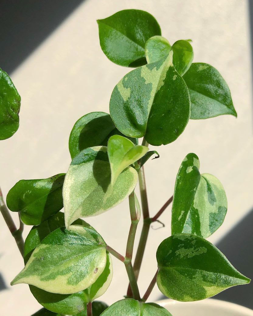 Peperomia nitida 'Crane's Flecked'