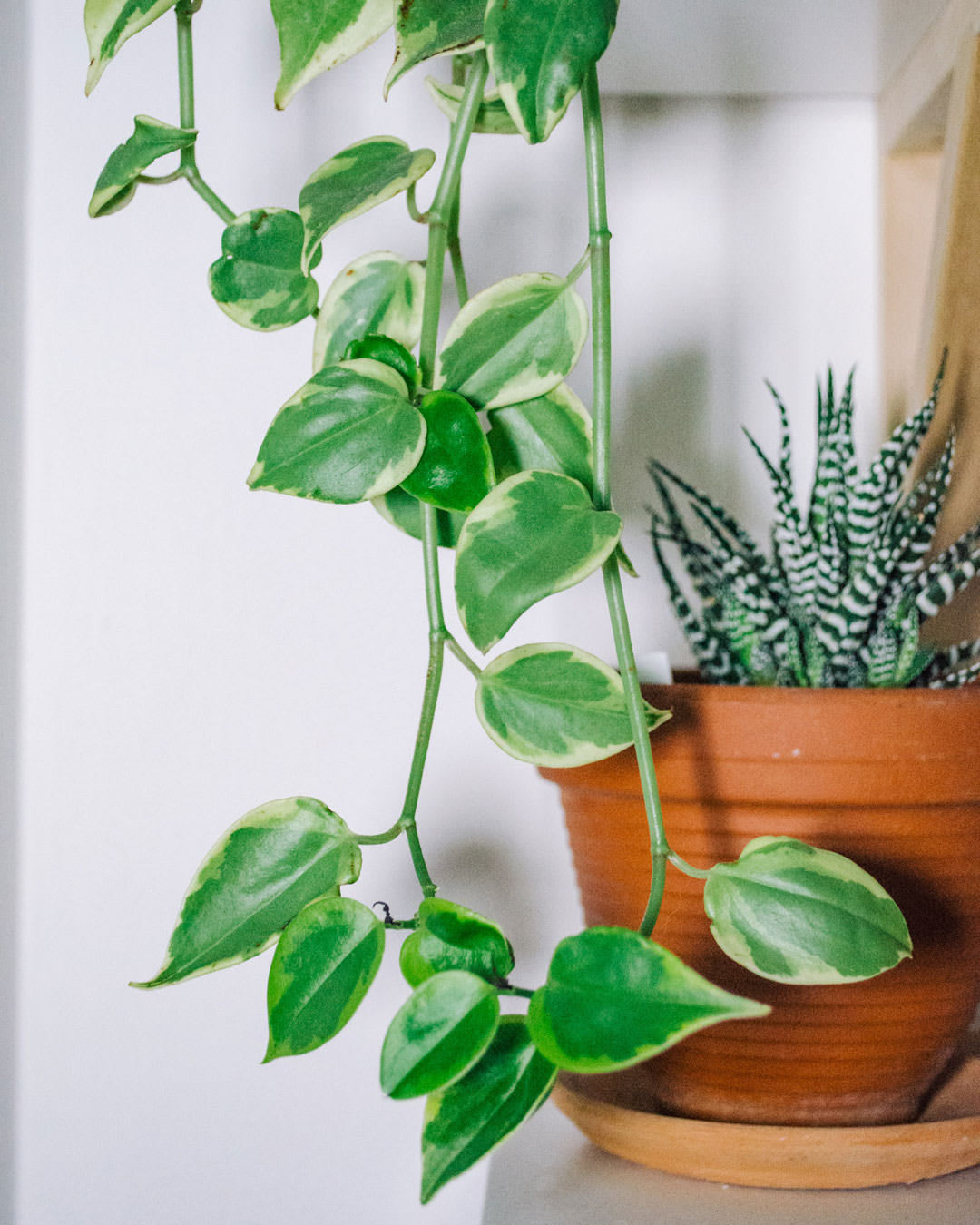 Peperomia nitida 'Variegata'