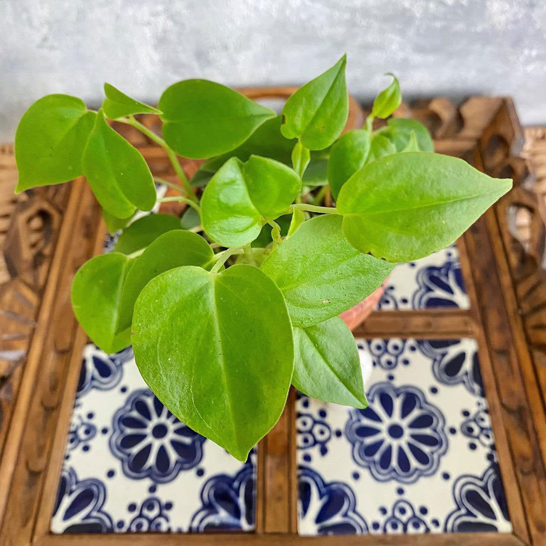 Peperomia nitida