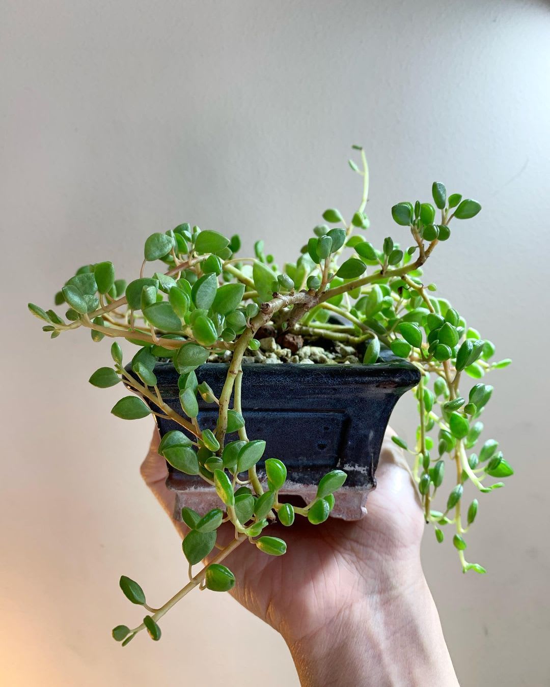 Peperomia nivalis var. lepadiphylla