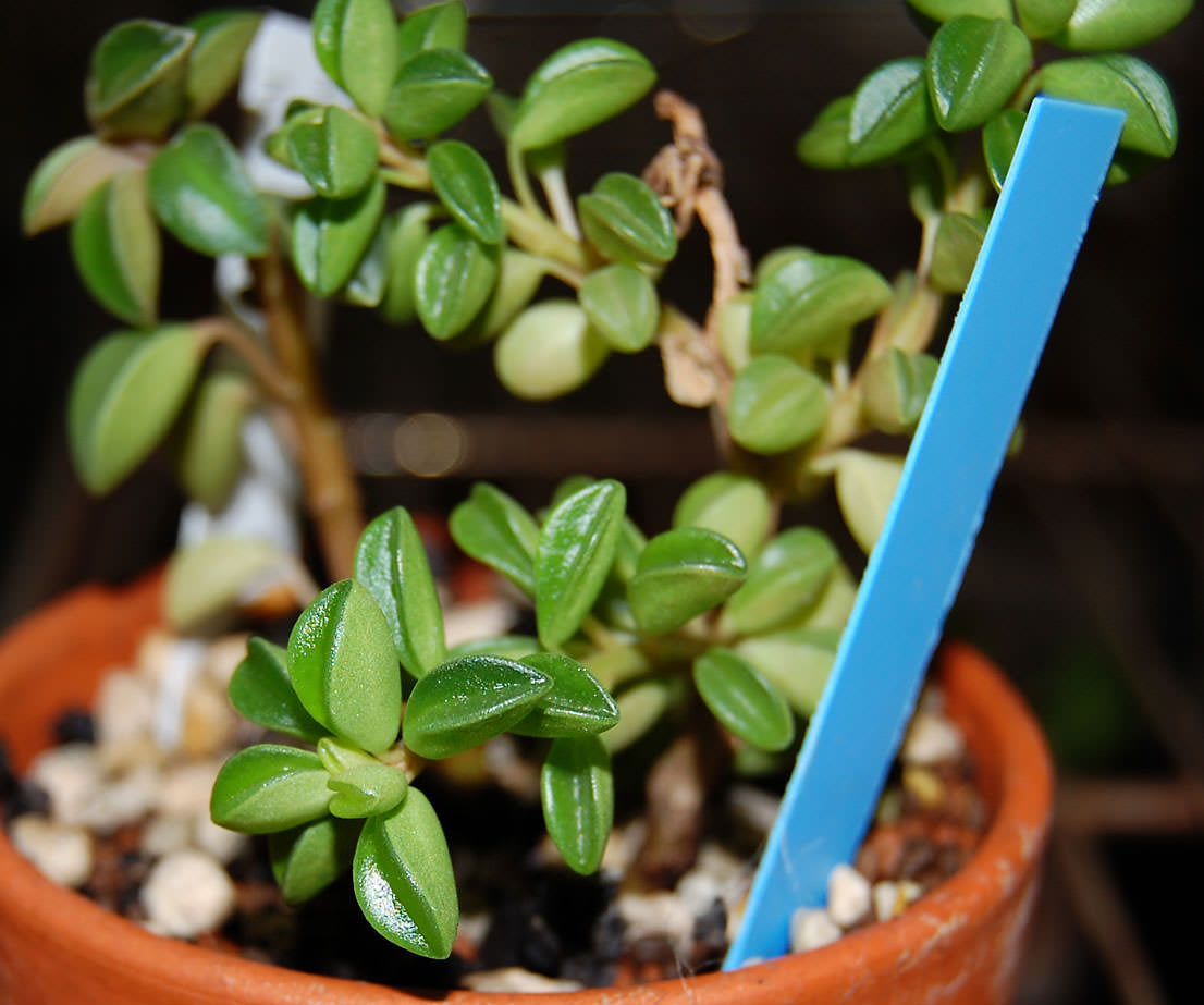 Peperomia nivalis