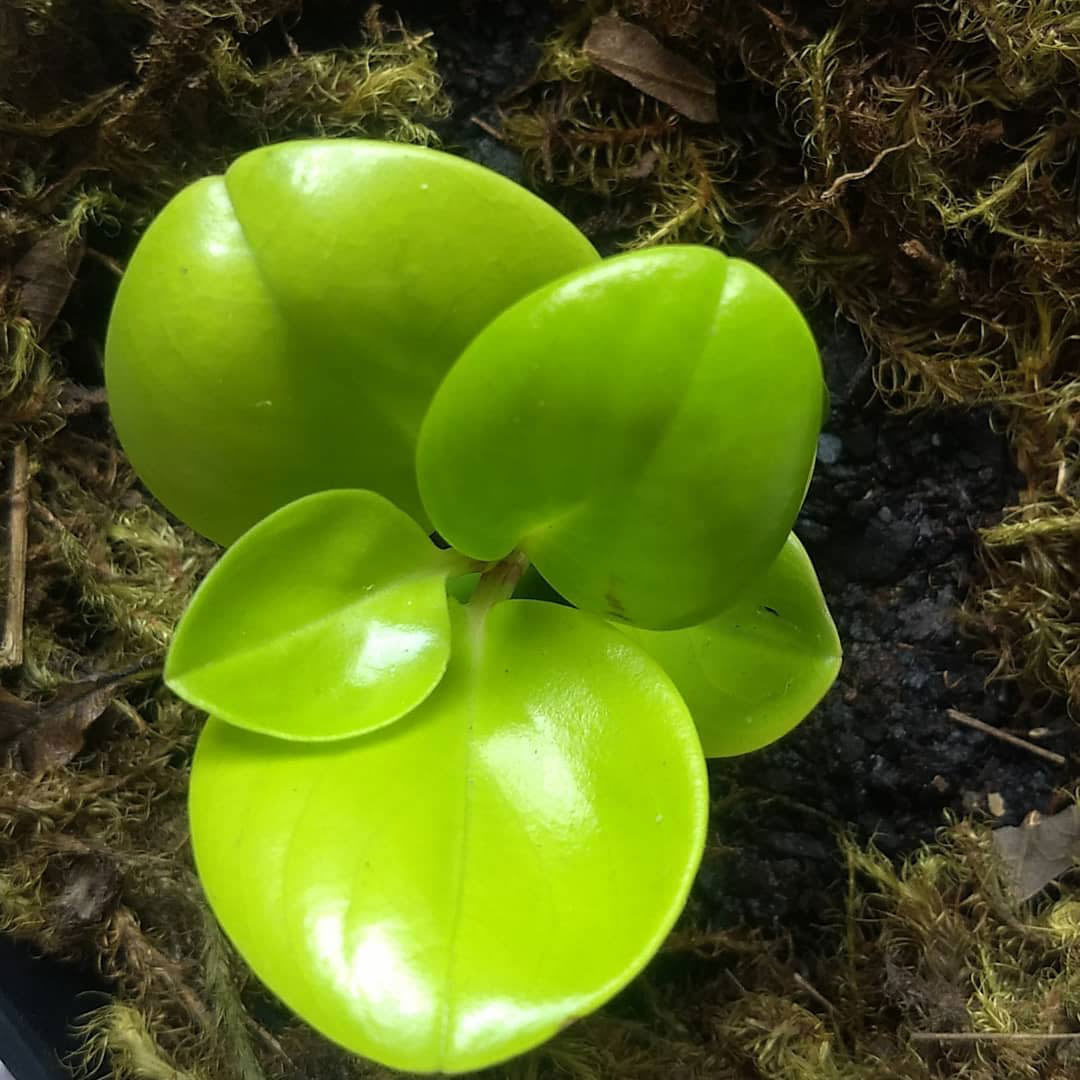 Peperomia obtusifolia 'Golden Cais'