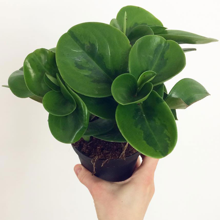 Peperomia obtusifolia 'Lime Green'