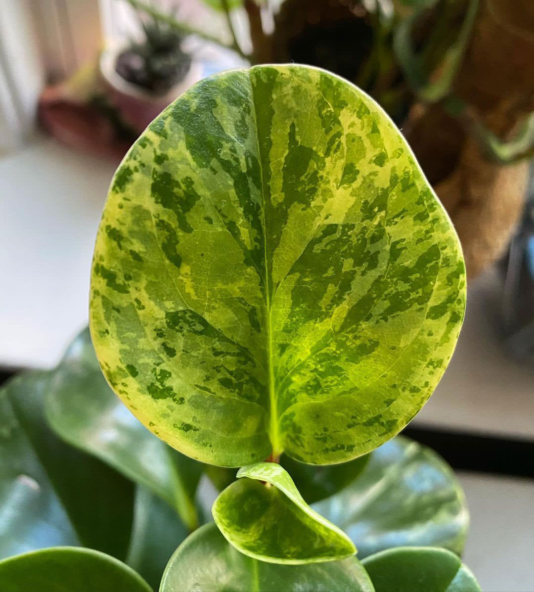 Peperomia obtusifolia 'Marble'