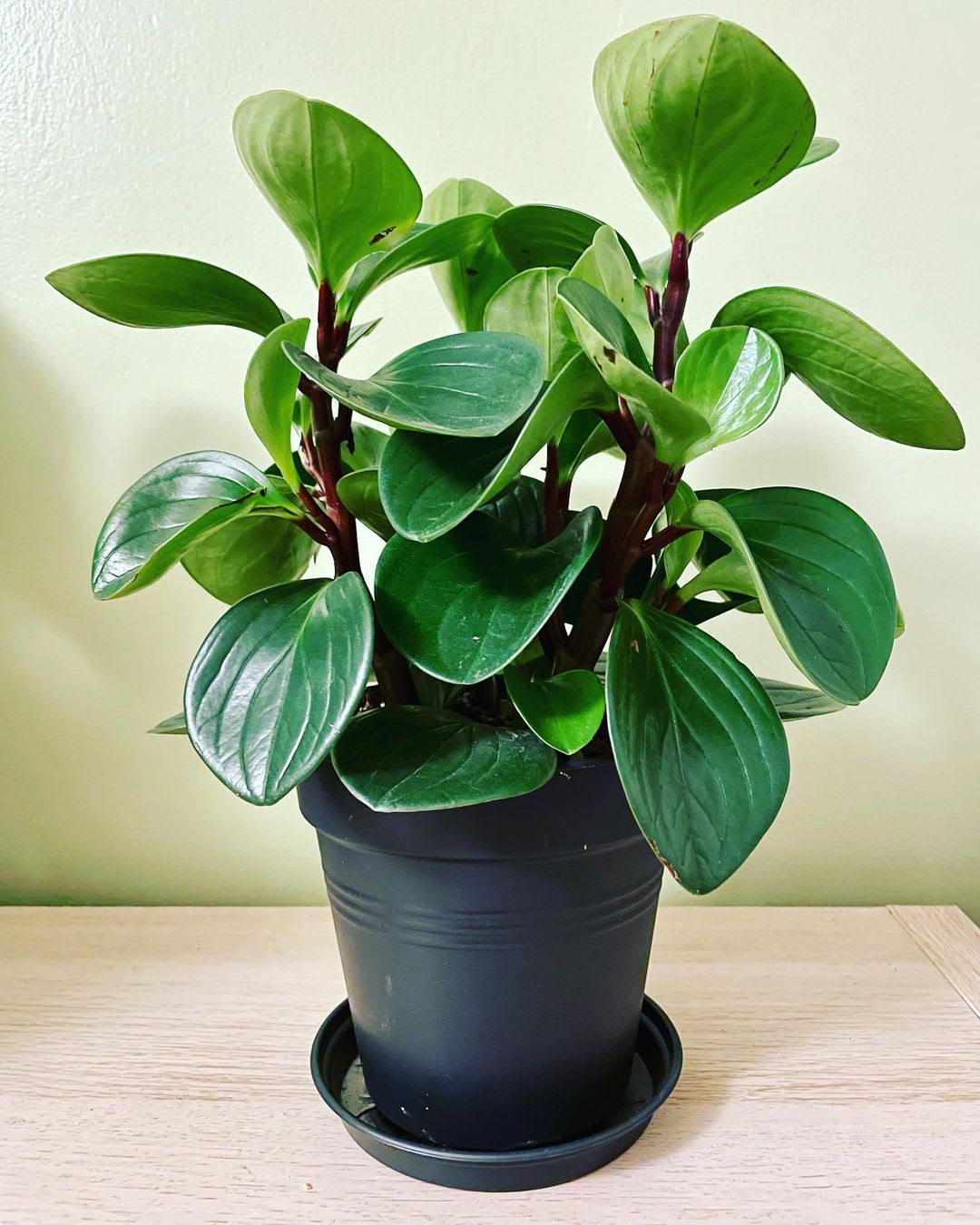 Peperomia obtusifolia 'Red Canyon'