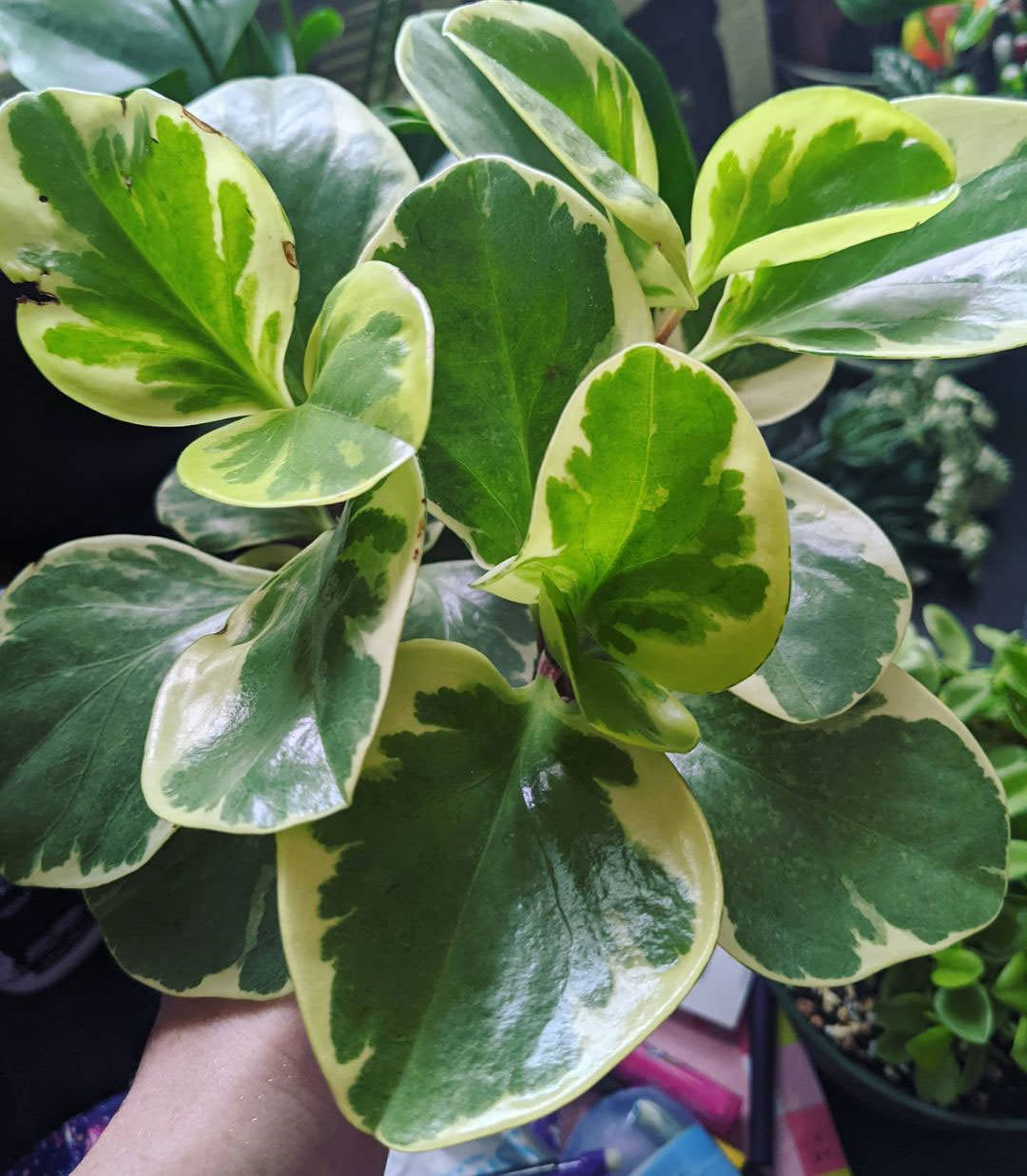 Peperomia obtusifolia 'Variegata'