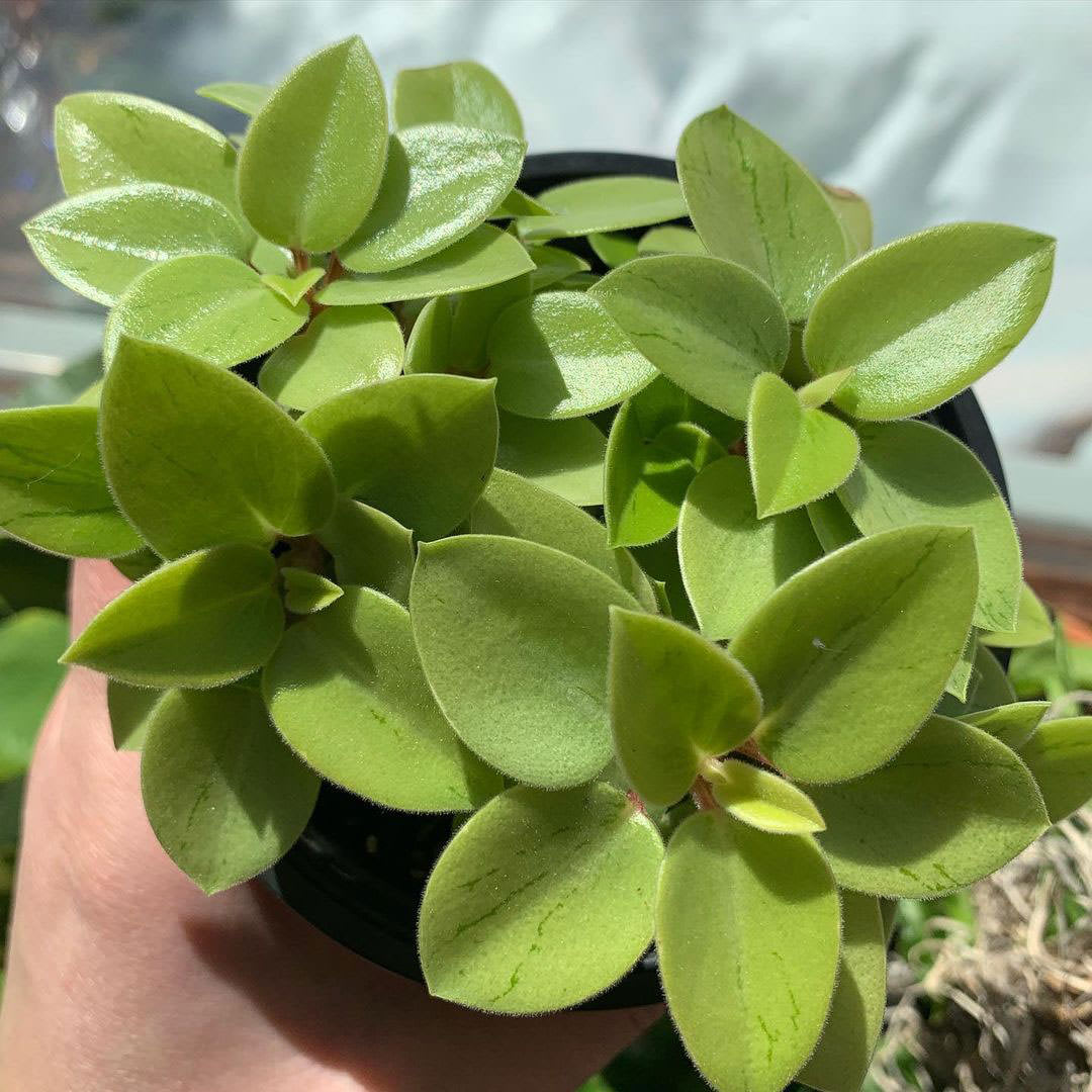 Peperomia orba 'Pixie Lime'