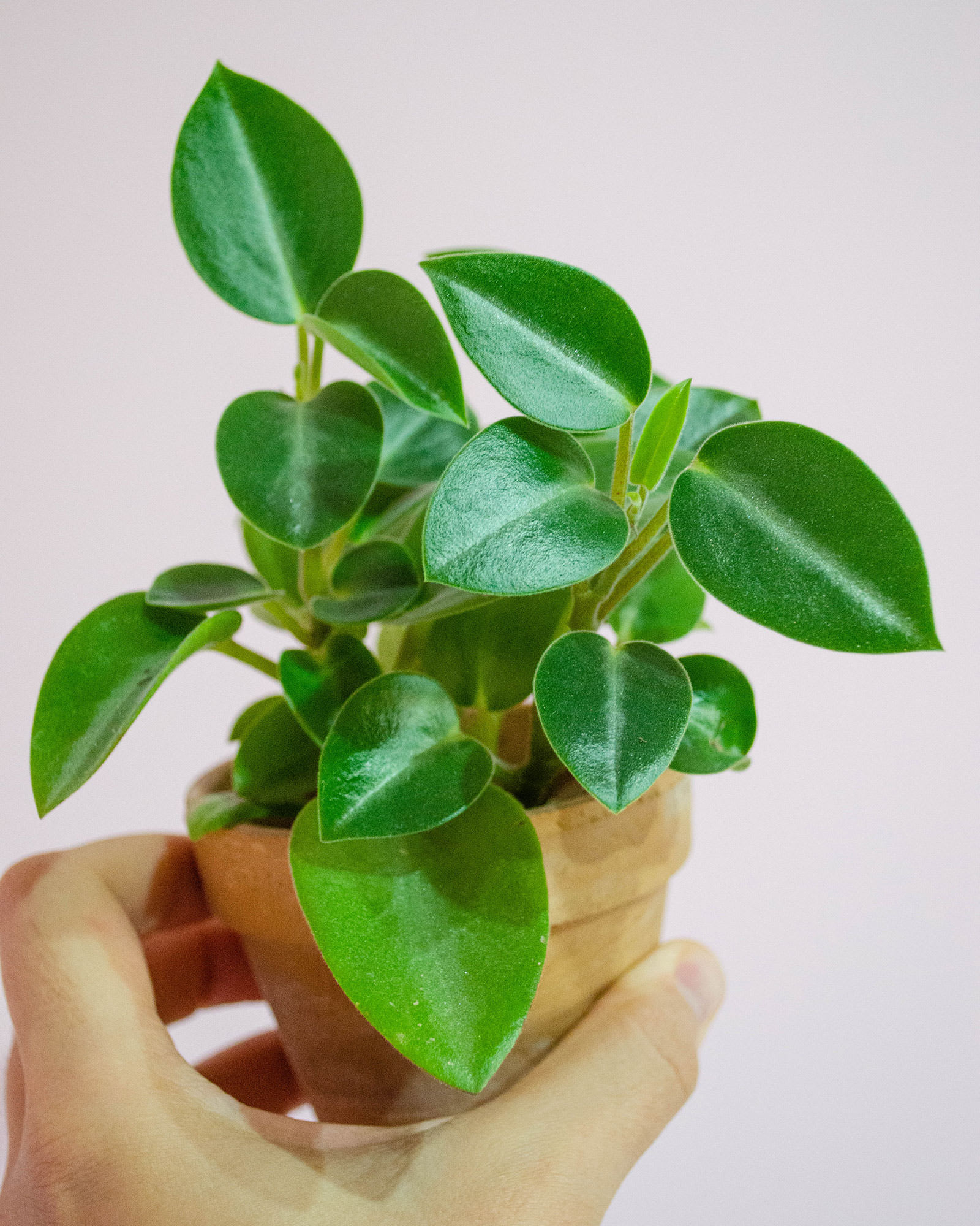 Peperomia orba 'Pixie'