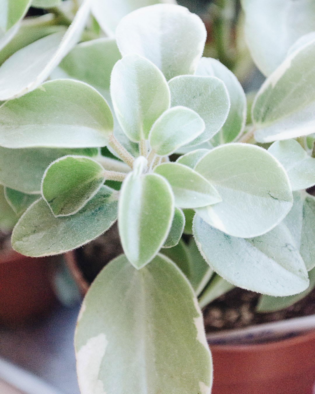 Peperomia orba ‘Silver Shadow'