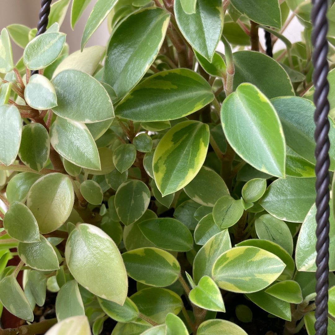 Peperomia orba 'Variegata'