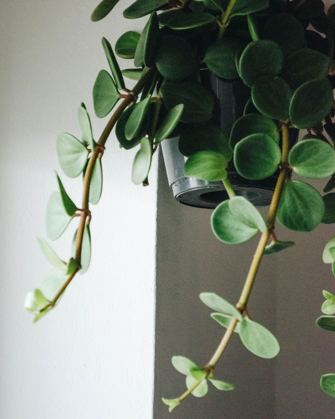 Peperomia pecuniifolia
