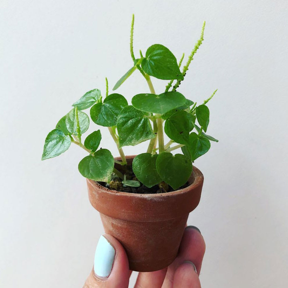 Peperomia pellucida