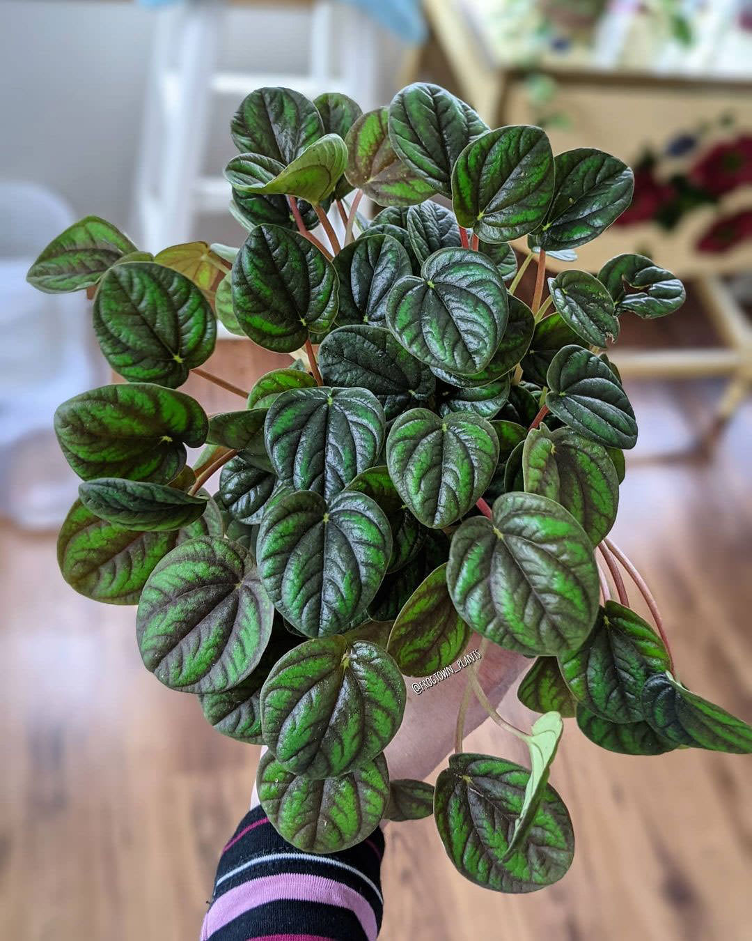 Peperomia 'Peppermill'